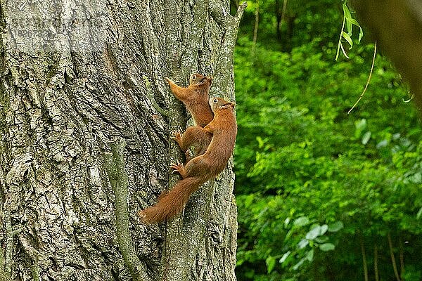 Eichhörnchen zwei Tiere an Baumstamm bei Paarung hängend hochsehend