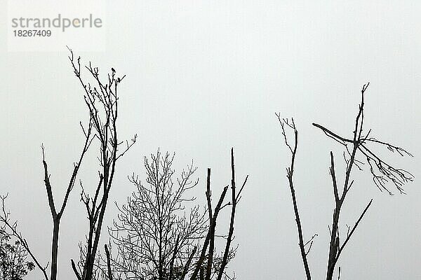 Vögel sitzen auf einem abgestorbenen Baum vor tristem  grauem Himmel  Silhouette  Oberbayern  Bayern  Deutschland  Europa