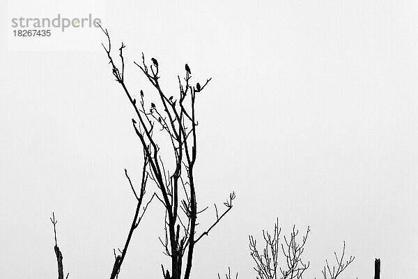 Vögel sitzen auf einem abgestorbenen Baum vor tristem  grauem Himmel  Silhouette  Oberbayern  Bayern  Deutschland  Europa