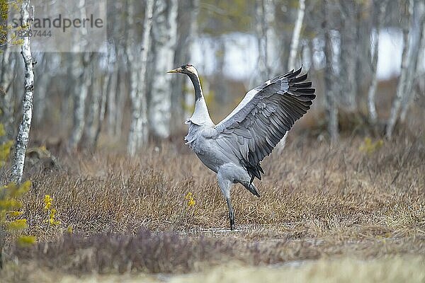 Kranich (Grus grus)  Schweden  Europa