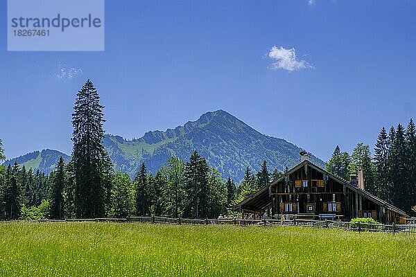 Auf dem Weg zur Saurüsselalm  hinten Ochsenkamp  bei Bad Wiessee  Oberbayern  Bayern  Deutschland  Europa