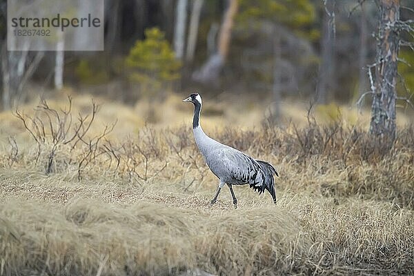 Kranich (Grus grus) Schweden