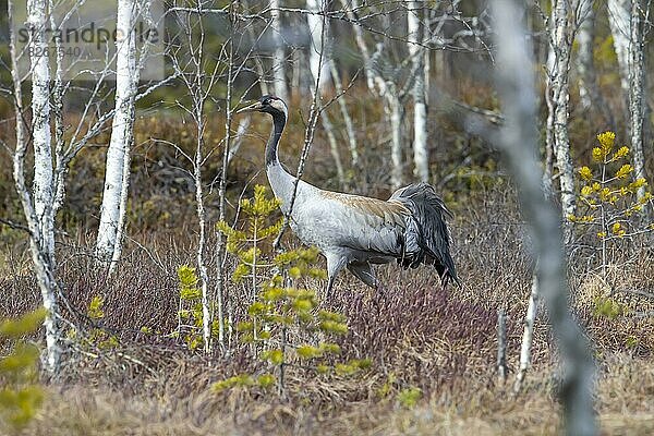 Kranich (Grus grus)  Schweden  Europa