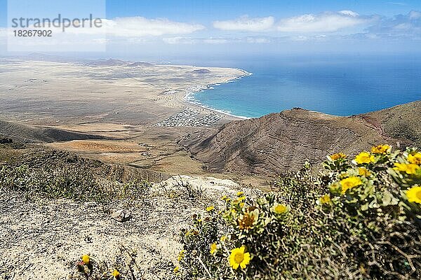 Schöne Landschaft auf Lanzarote mit Famara und gelben Blumen im Vordergrund  Kanarische Inseln  Spanien  Europa