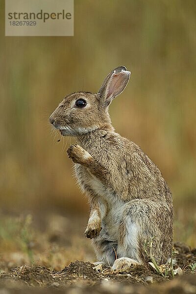 Wildkaninchen (Oryctolagus cuniculus) erwachsenes Tierporträt  Norfolk  England  Großbritannien  Europa