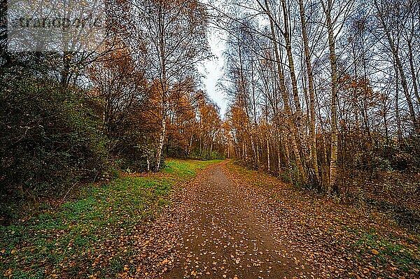 Wanderweg im Birkenwald mit brauen Blättern auf dem Weg bei bedecktem Himmel im Herbst  Hannover  Niedersachsen  Deutschland  Europa
