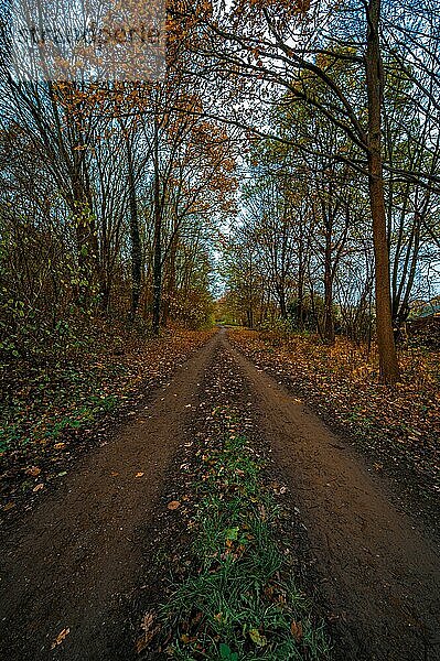 Wanderweg im Herbst durch einen kleinen Wald mit Laubblättern auf dem Waldboden  Hannover  Niedersachsen  Deutschland  Europa