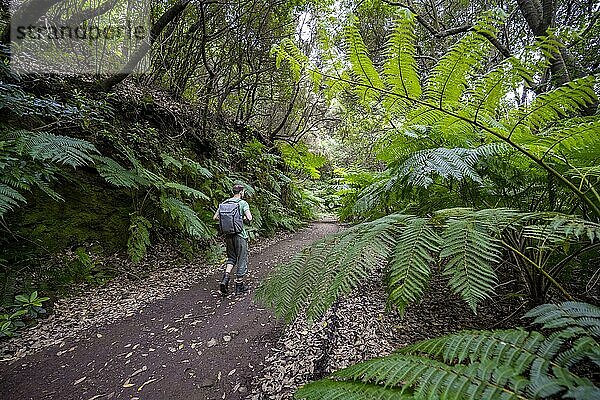 Wanderer auf einem Wanderweg durch den Wald mit Farn  Wanderweg Vereda do Larano  Madeira  Portugal  Europa