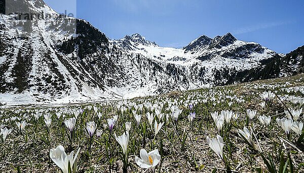 Wiese voller weißer und lila Krokusse  Blütenmeer  schneebedeckte Berge  Berglandschaft im Frühling  Oberbergtal  Oberissalm  Stubaier Alpen  Tirol  Österreich  Europa