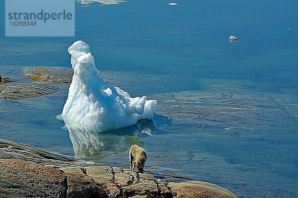 Eisberge spiegeln sich in einem Fjord  Stille  Ruhe  karge Landschaft  Schlittenhund  Eisjord  Ostgrönland  Nordamerika  Tiniteqilaaq  Tasilaq  Arktis  Grönland  Dänemark  Nordamerika