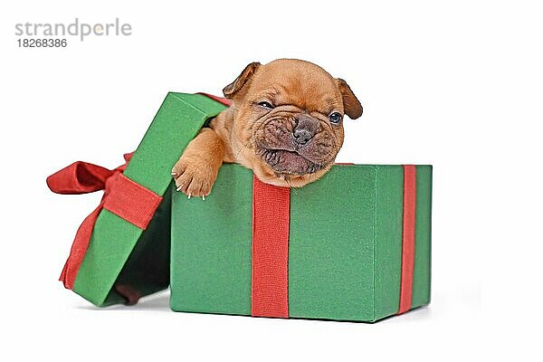 Lustige rote fawn französische Bulldogge Welpe sitzt in grünen Weihnachtsgeschenk-Box auf weißem Hintergrund