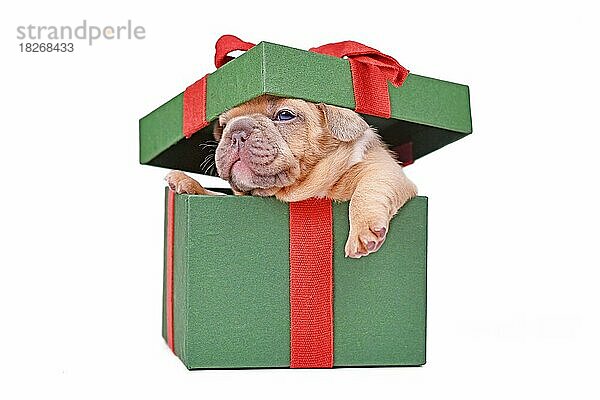 Französische Bulldogge Welpe späht aus grünen Weihnachtsgeschenk-Box auf weißem Hintergrund