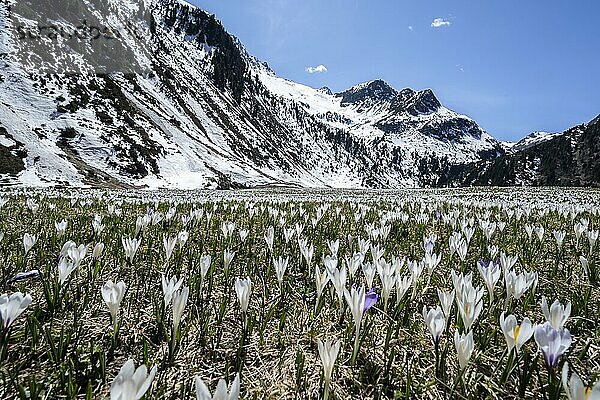 Wiese voller weißer und lila Krokusse  Blütenmeer  schneebedeckte Berge  Berglandschaft im Frühling  Oberbergtal  Oberissalm  Stubaier Alpen  Tirol  Österreich  Europa