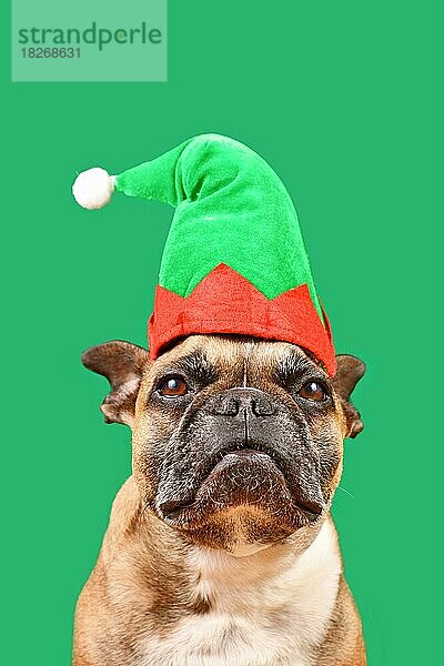 Niedliche Französische Bulldogge Hund gekleidet mit Weihnachten Elf Kostüm Hut vor grünem Hintergrund