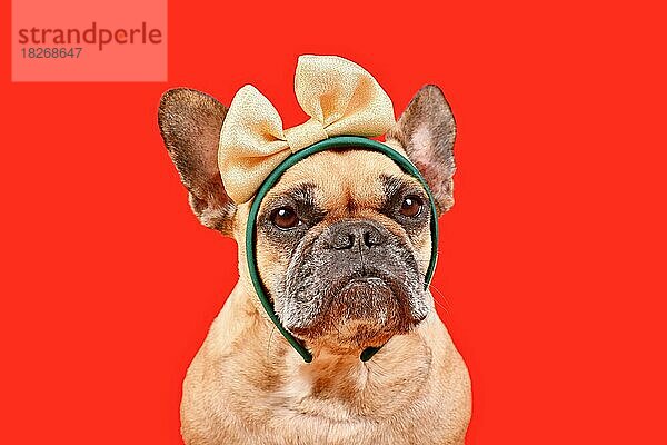 Französische Bulldogge mit eleganter goldener Schleife auf dem Kopf vor rotem Hintergrund