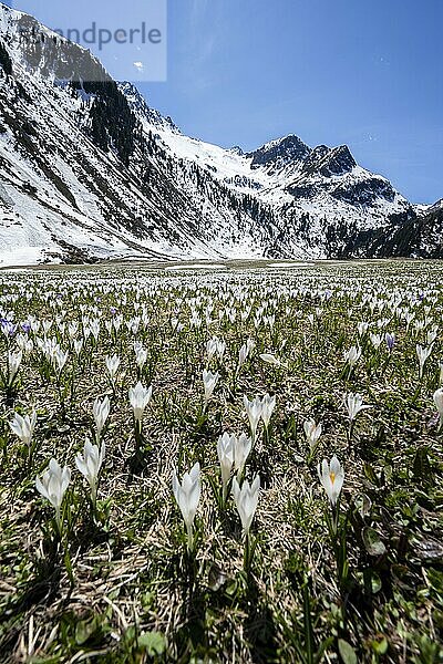 Wiese voller weißer und lila Krokusse  Blütenmeer  schneebedeckte Berge  Berglandschaft im Frühling  Oberbergtal  Oberissalm  Stubaier Alpen  Tirol  Österreich  Europa