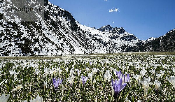 Wiese voller weißer und lila Krokusse  Blütenmeer  schneebedeckte Berge  Berglandschaft im Frühling  Oberbergtal  Oberissalm  Stubaier Alpen  Tirol  Österreich  Europa