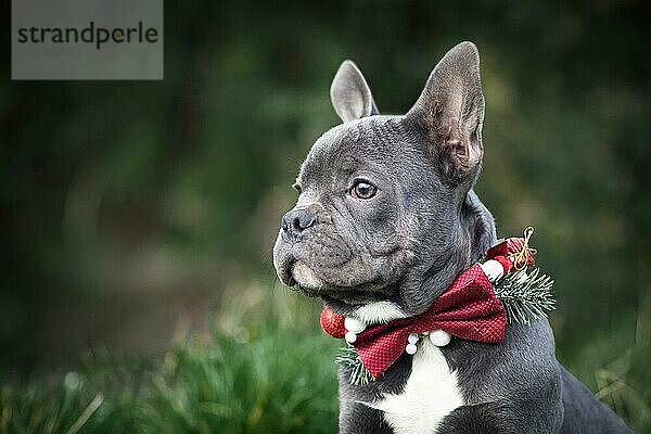 Schöne junge blaue französische Bulldogge Hund trägt saisonale Weihnachten Kragen mit roter Fliege auf unscharfen grünen Hintergrund