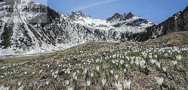 Wiese voller weißer und lila Krokusse  Blütenmeer  schneebedeckte Berge  Berglandschaft im Frühling  Oberbergtal  Oberissalm  Stubaier Alpen  Tirol  Österreich  Europa