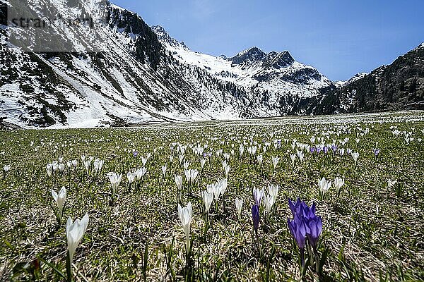 Wiese voller weißer und lila Krokusse  Blütenmeer  schneebedeckte Berge  Berglandschaft im Frühling  Oberbergtal  Oberissalm  Stubaier Alpen  Tirol  Österreich  Europa