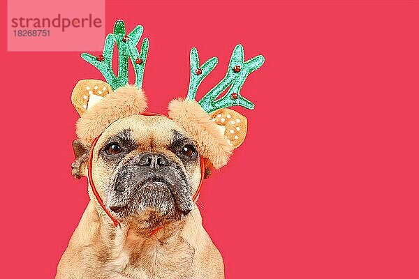 Kleine französische Bulldogge Hund mit Weihnachten Rentiergeweih Kostüm Stirnband auf rosa Hintergrund mit Kopie Raum