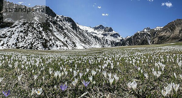 Wiese voller weißer und lila Krokusse  Blütenmeer  schneebedeckte Berge  Berglandschaft im Frühling  Oberbergtal  Oberissalm  Stubaier Alpen  Tirol  Österreich  Europa