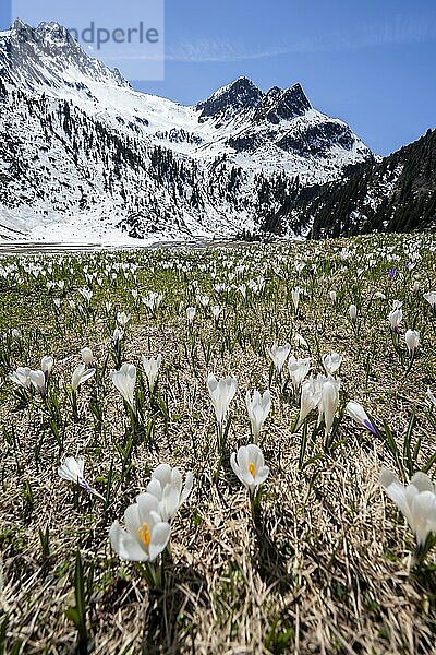 Wiese voller weißer und lila Krokusse  Blütenmeer  schneebedeckte Berge  Berglandschaft im Frühling  Oberbergtal  Oberissalm  Stubaier Alpen  Tirol  Österreich  Europa