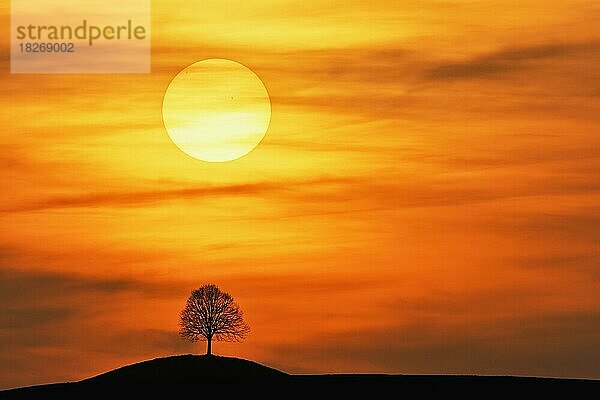 Untergehende Sonne über der Silhouette einer Linde (Tilia)  Kanton Zug  Schweiz  Europa