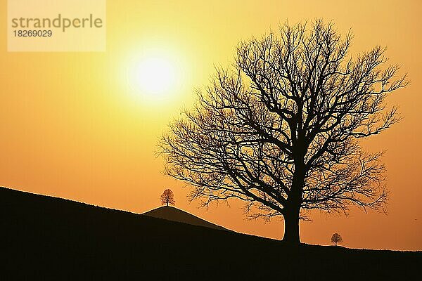 Silhouetten von einer Eiche (Quercus)  und Linden (Tilia)  in Drumlinlandschaft im Licht der untergehenden Sonne  Hirzel  Kanton Zürich  Schweiz  Europa