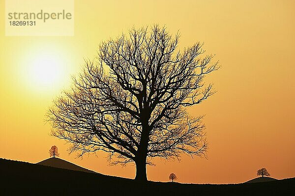 Silhouetten von einer Eiche (Quercus)  und Linden (Tilia)  in Drumlinlandschaft im Licht der untergehenden Sonne  Hirzel  Kanton Zürich  Schweiz  Europa