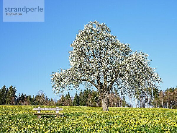 Sitzbank vor blühendem Birnbaum (Pyrus)  Lindenberg  Kanton Aargau  Schweiz  Europa