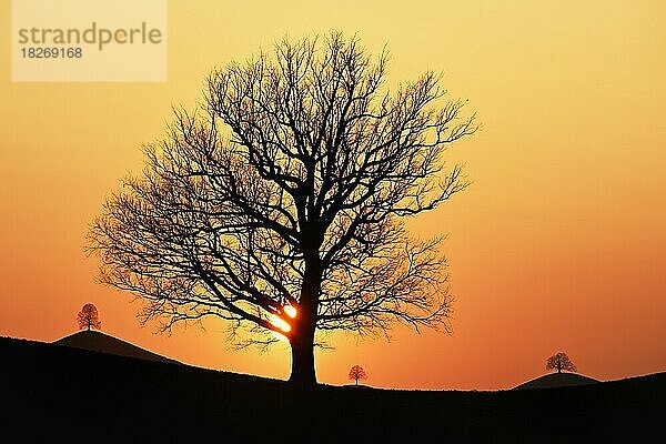 Silhouetten von einer Eiche (Quercus)  und Linden (Tilia)  in Drumlinlandschaft im Licht der untergehenden Sonne  Hirzel  Kanton Zürich  Schweiz  Europa