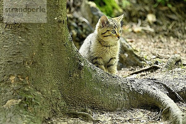 Europäische Wildkatze (felis silvestris)  Jungtier hinter Wurzel auf Boden sitzend  captive  Schweiz  Europa