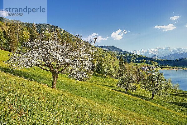 Blühender Kirschbaum  hinten Ägerisee und die Zentralschweizer Alpen  Kanton Zug  Schweiz  Europa