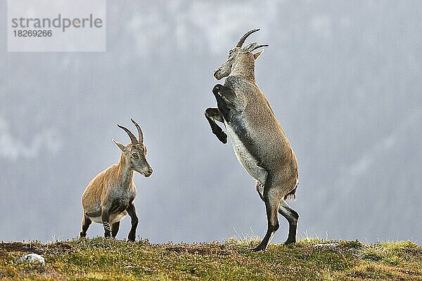 Zwei junge Alpensteinböcke (Capra Ibex)  beim kämpfen um die Rangordnung  Berner Oberland  Kanton Bern  Schweiz  Europa