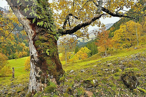 Herbstlich verfärbter Bergahorn (Acer pseudoplatanus)  Klöntal  Kanton Glarus  Schweiz  Europa
