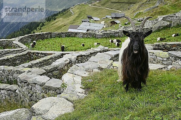 Eine Walliser Schwarzhalsziege (Capra aegagrus hircus)  in traditionellem Gehege aus Trockenmauern stehend  Belalp  Kanton Wallis  Schweiz  Europa