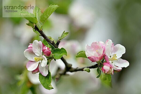 Apfelblüte  Apfelbaum (Malus domestica)  Schweiz  Europa
