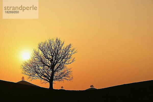 Silhouetten von einer Eiche (Quercus)  und Linden (Tilia)  in Drumlinlandschaft im Licht der untergehenden Sonne  Hirzel  Kanton Zürich  Schweiz  Europa