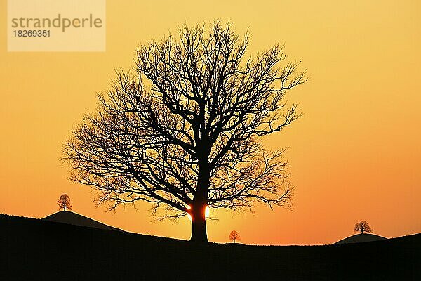 Silhouetten von einer Eiche (Quercus)  und Linden (Tilia)  in Drumlinlandschaft im Licht der untergehenden Sonne  Hirzel  Kanton Zürich  Schweiz  Europa