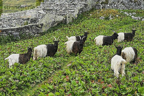 Eine Herde Walliser Schwarzhalsziegen (Capra aegagrus hircus)  in einem traditionellem Gehege aus Trockenmauern stehend  Belalp  Kanton Wallis  Schweiz  Europa