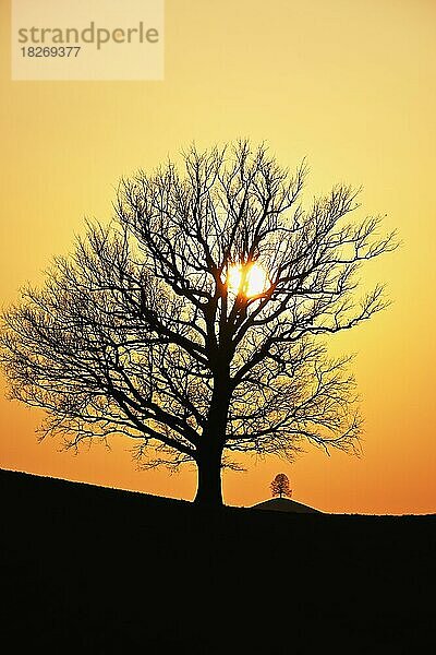 Silhouetten von einer Eiche (Quercus)  und einer Linde (Tilia)  in Drumlinlandschaft im Licht der untergehenden Sonne  Hirzel  Kanton Zürich  Schweiz  Europa