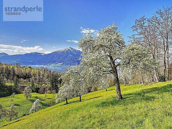 Ausblick auf den Zugersee und den Rigi  davor blühende Birnbäume (Pyrus communis)  Walchwil  Kanton Zug  Schweiz  Europa