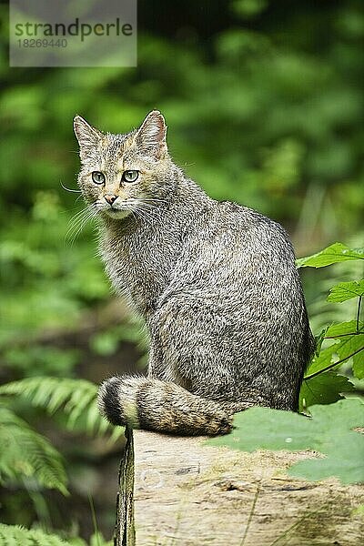 Europäische Wildkatze (Felis silvestris silvestris) oder Waldkatze sitzt auf Baumstamm  captive  Schweiz  Europa