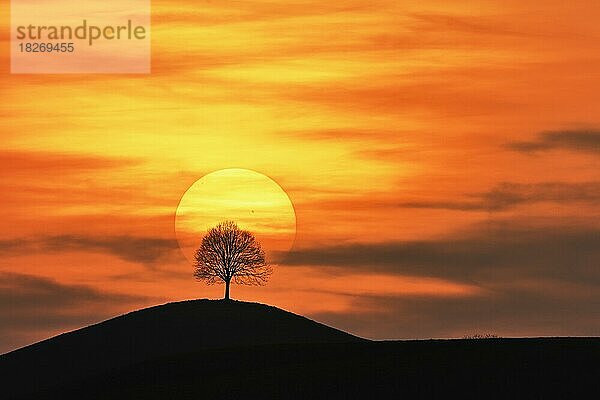 Untergehende Sonne über der Silhouette einer Linde (Tilia)  Kanton Zug  Schweiz  Europa