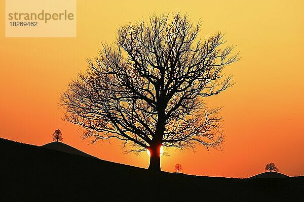 Silhouetten von einer Eiche (Quercus)  und Linden (Tilia)  in Drumlinlandschaft im Licht der untergehenden Sonne  Hirzel  Kanton Zürich  Schweiz  Europa