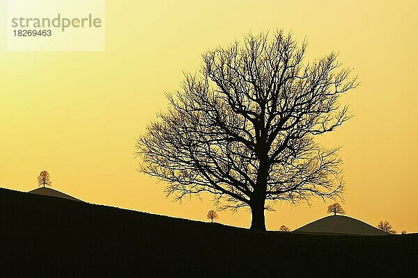 Silhouetten von einer Eiche (Quercus)  und Linden (Tilia)  in Drumlinlandschaft im Licht der untergehenden Sonne  Hirzel  Kanton Zürich  Schweiz  Europa