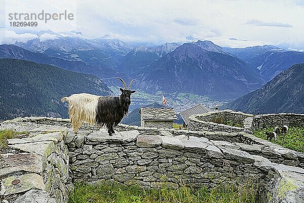 Eine Walliser Schwarzhalsziege (Capra aegagrus hircus)  steht auf einer Trockenmauer eines traditionellen Geheges  Belalp  Kanton Wallis  Schweiz  Europa