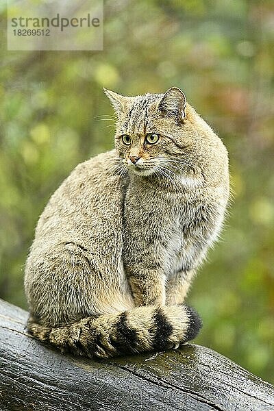 Europäische Wildkatze (Felis silvestris) oder Waldkatze  captive  Schweiz  Europa