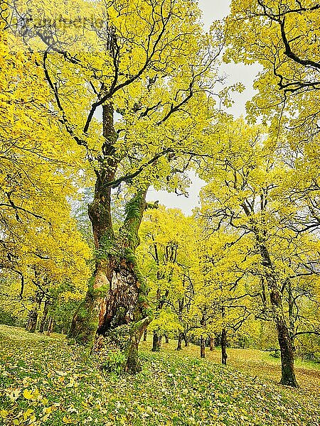 Wald von Bergahorn (Acer pseudo plantanus)  in herbstlicher Verfärbung  Kanton Glarus  Schweiz  Europa